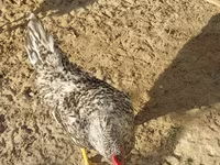 Chickens — photo 1