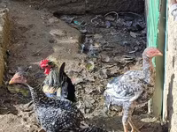 Chickens — foto 2