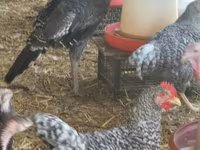 Turkeys — Foto 1