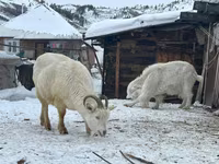 Dişi keçi, Saanen goat — foto 1