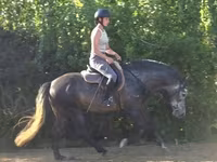 Cavalo, Andalusian horse — foto 2
