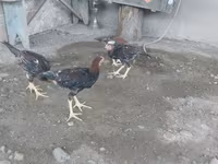 Chickens — photo 2