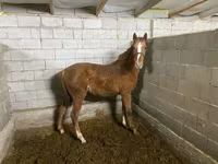 Mare, Anglo-Arabian — photo 2