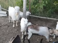 تيس, LaMancha goats — الصورة 4