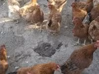 الدجاجة الدنماركية — الصورة 5