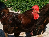 Chickens — Foto 2