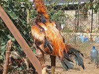 Chickens — फ़ोटो 2