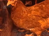 Chickens — photo 6