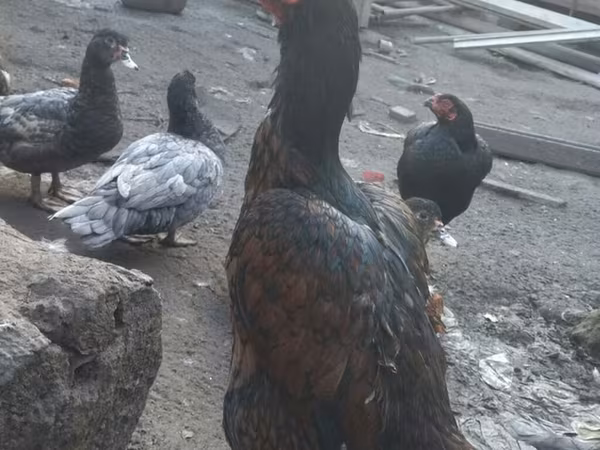 Chickens