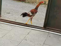 Chickens — الصورة 3