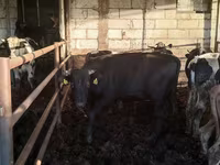 Bulle, Simmental cattle — Foto 6