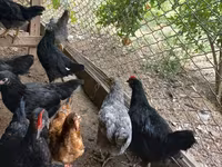 Australorp — photo 3