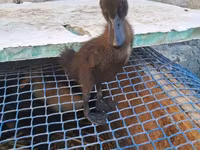 Ducks — photo 2