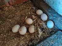 Chickens — photo 3