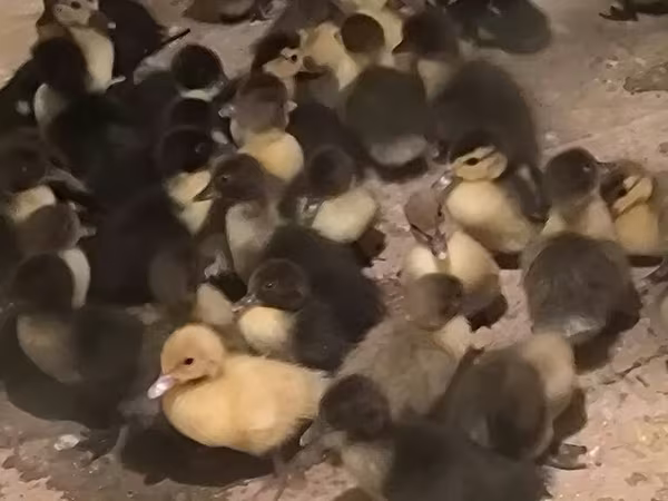 Ducks
