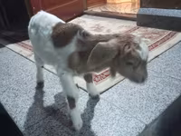 Billy Goat, Goats — photo 1