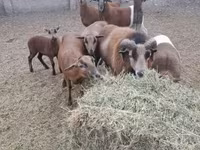Baran, Cameroon sheep — zdjęcie 1