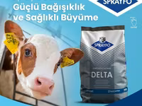 Sprayfo Delta buzov süd əvəzedicisi buzovların sağlam inkişafı və — foto 2