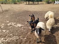 भेड़, Tsigai sheep — फ़ोटो 5