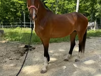 Madyan, Dutch warmblood horse — foto 5