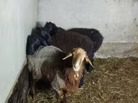 Qoyun, Hissar sheep — foto 4