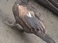 Ducks — photo 1