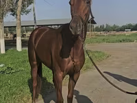 Égua, Thoroughbred horse — foto 1