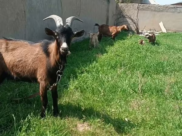 Koza, Czech Brown Shorthaired goats
