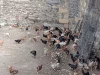 Chickens — foto 8