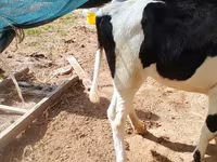 Krowa, Russian Black pied cattle — zdjęcie 4