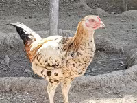 Chickens — Foto 5