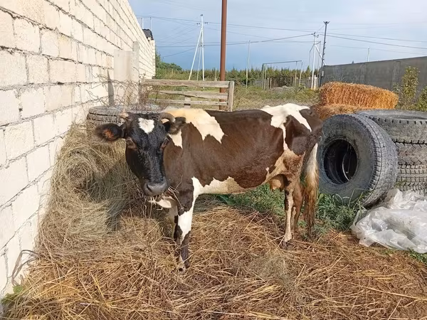 Cow, Simmental cattle