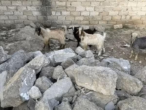 Keçi, Keçilər