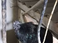 Ayam Cemani — photo 6