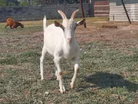 Keçi, Saanen goat — foto 1