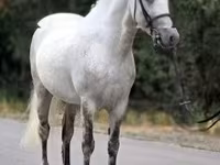 Aygʻir, Falabella — 1-rasm