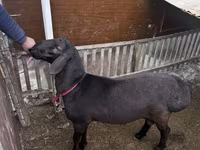 公羊, Sheep — 照片 3