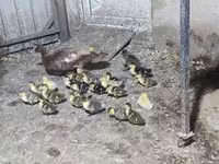 Ducks — photo 3