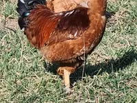 Brahma — foto 3
