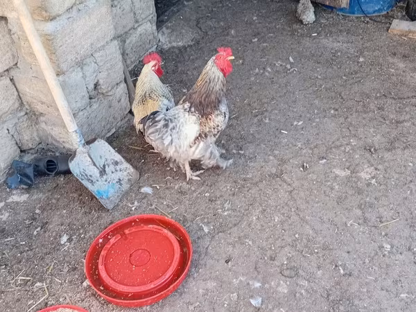 Chickens — Azərbaycan
