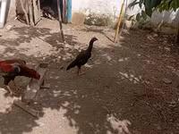 Chickens — foto 5