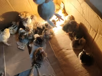 Chickens — foto 2