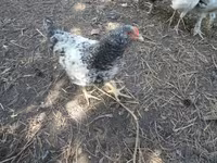 Chickens — foto 4