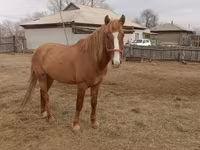 Caballo, Altai horse — foto 2