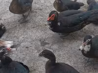 Domestic Muscovy — photo 1