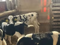 Byk, Russian Black pied cattle — zdjęcie 1