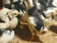 Chickens — foto 2