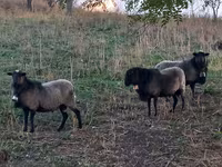 Qoç, Romanov sheep — foto 2