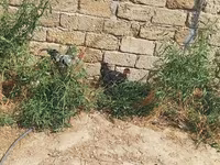Chickens — photo 2
