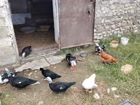 Ev Muskovisi — foto 7